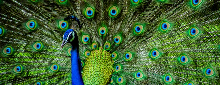 Indian Male Peacock - Image(Kandarp)s