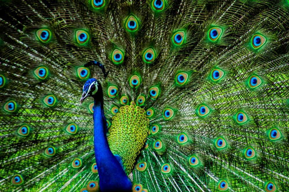 Image result for peacock