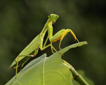 Mantis from family Sphondromantis (probably Spondromantis viridis) lurking on the green leaf - Image( Karel Bartik)s