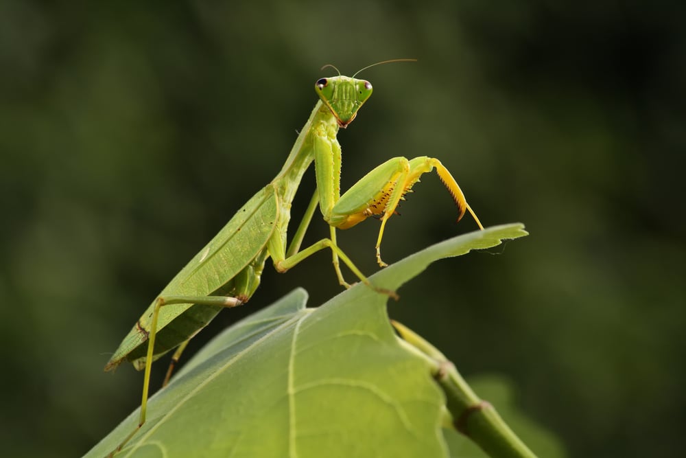 Mantis from family Sphondromantis (probably Spondromantis viridis) lurking on the green leaf - Image( Karel Bartik)s