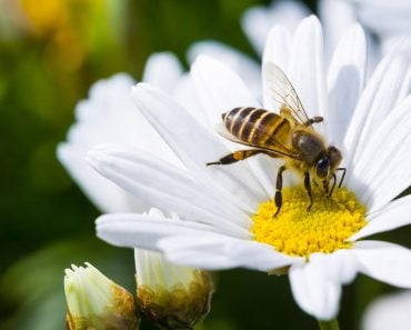 Spring single daisy flower and bee - Image( Jack Hong)s