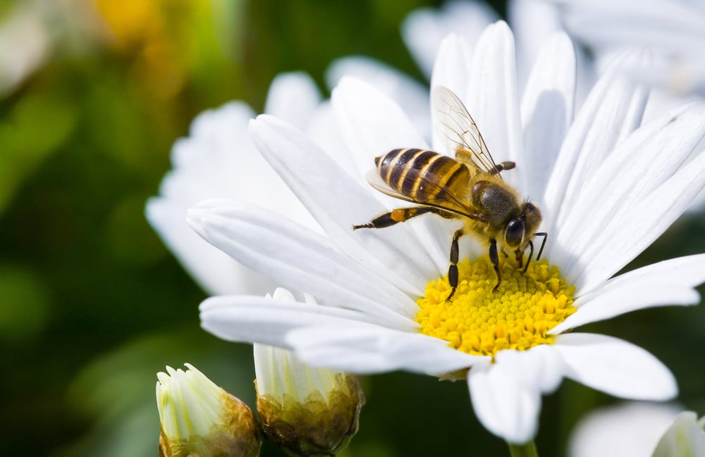 Spring single daisy flower and bee - Image( Jack Hong)s
