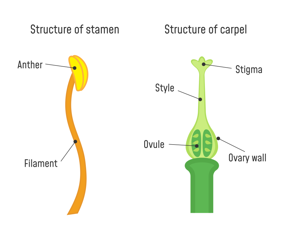 雄しべと手根の構造。 花の部分図-イラスト（ファンシータピス）s