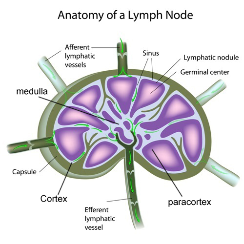 Lymphatic System Definition, Function, Diagram & Simple Explanation