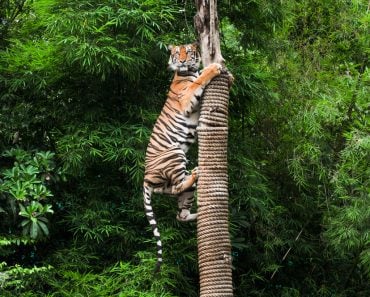 Tiger climbing on pole - Image( Duke.of.arcH)s