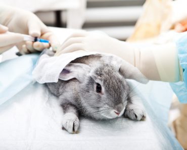 Vet laboratory - Image(niderlander)s