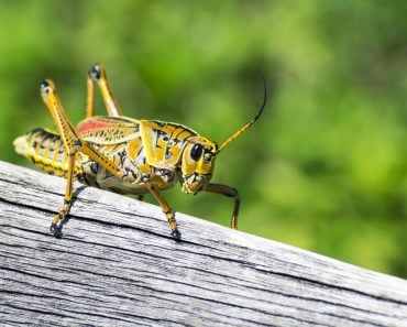 cricket - Image(benvl photography)s