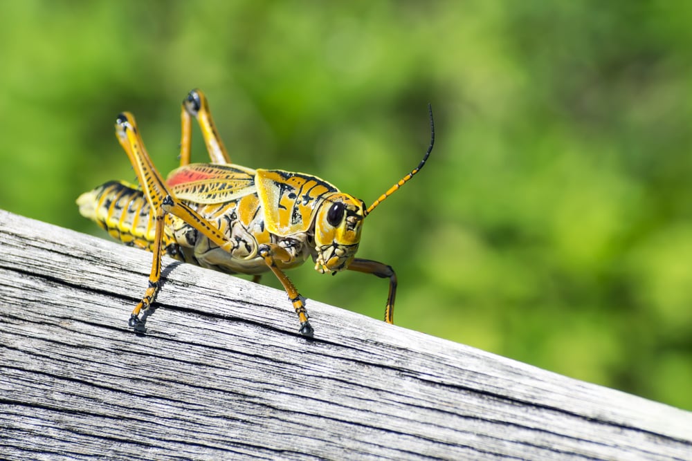 cricket - Image(benvl photography)s