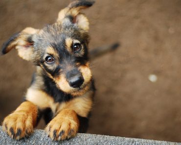 dog - Image( Monika Chodak)s