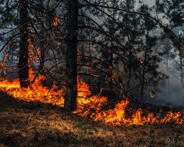 fire. wildfire, burning pine forest in the smoke and flames. - Image(Lumppini)s