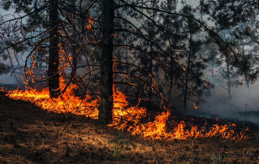 fire. wildfire, burning pine forest in the smoke and flames. - Image(Lumppini)s