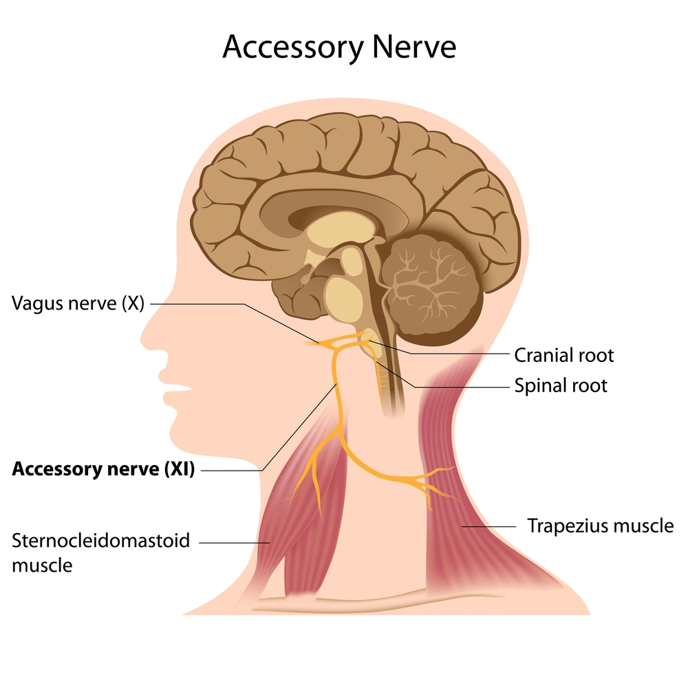 What Are Cranial Nerves? How Many Cranial Nerves Are There?