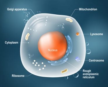 Anatomy of cell. All organelles Nucleus(Designua)s