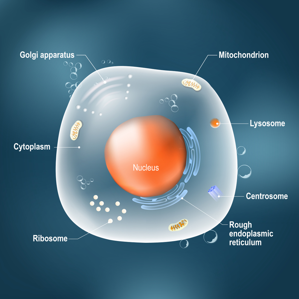 What is nucleus deals