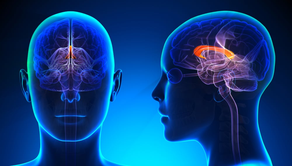 Female Corpus Callosum Brain Anatomy - blue concept - Illustration( decade3d - anatomy online)s