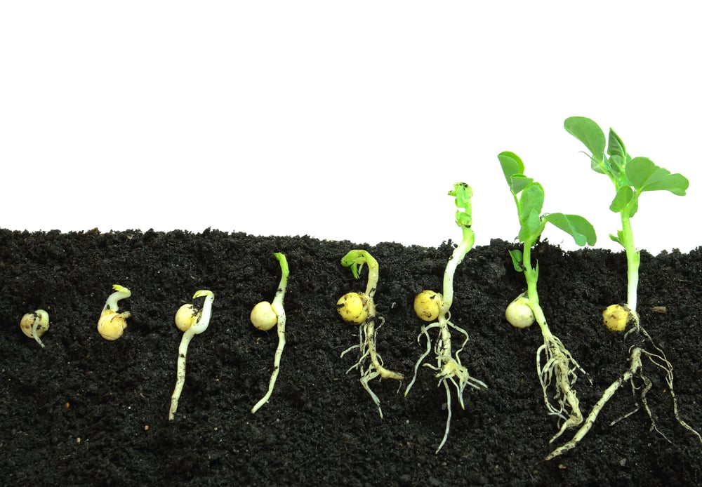 Germination pea sprout in soil - Image(Bogdan Wankowicz)s