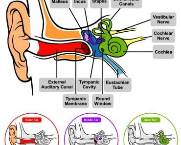 Human Ear Anatomy with classification outer middle inner and all parts external auditory canal tympanic membrane cavity eustachian tube cochlea stapes incus malleus nerve round window(udaix)s