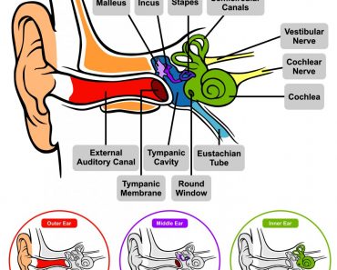 Human Ear Anatomy with classification outer middle inner and all parts external auditory canal tympanic membrane cavity eustachian tube cochlea stapes incus malleus nerve round window(udaix)s