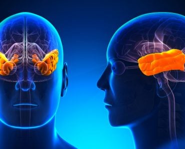 Male Temporal Lobe Brain Anatomy - blue concept( decade3d - anatomy online)s