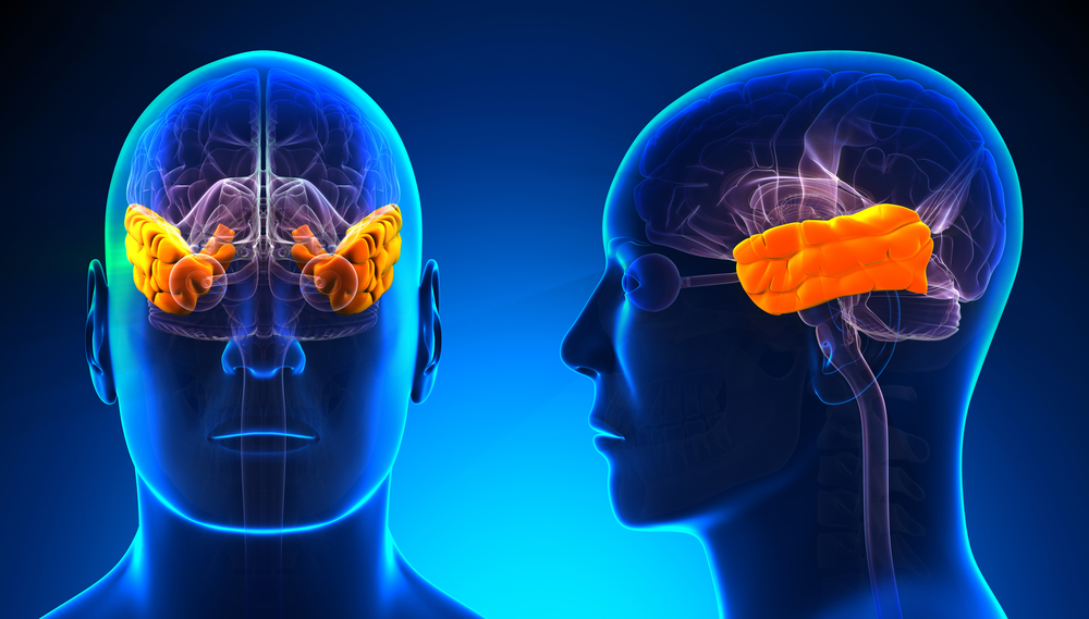 Male Temporal Lobe Brain Anatomy - blue concept( decade3d - anatomy online)s