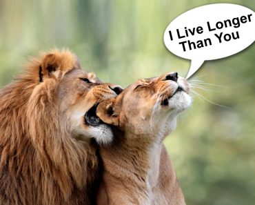 Pair of adult Lions in zoological garden - Image(ArtMediaFactory)s