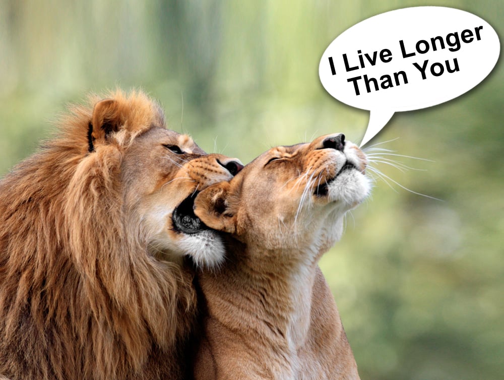 Pair of adult Lions in zoological garden - Image(ArtMediaFactory)s