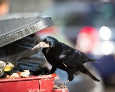 Raven feeding on rubbish in a city(l i g h t p o e t)s