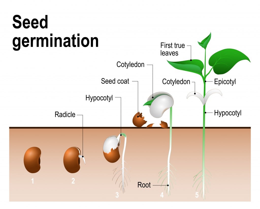 A diagrammatic representation of germination (Photo Credit : Designua/ Shut...