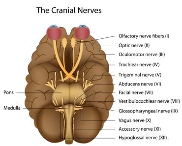 The 12 cranial nerves - Illustration(Alila Medical Media)s