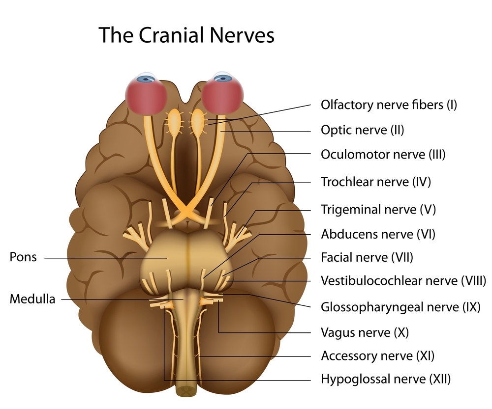 The 12 cranial nerves - Illustration(Alila Medical Media)s
