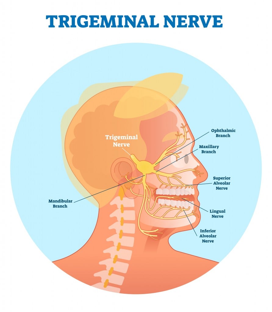 What Are Cranial Nerves? How Many Cranial Nerves Are There?