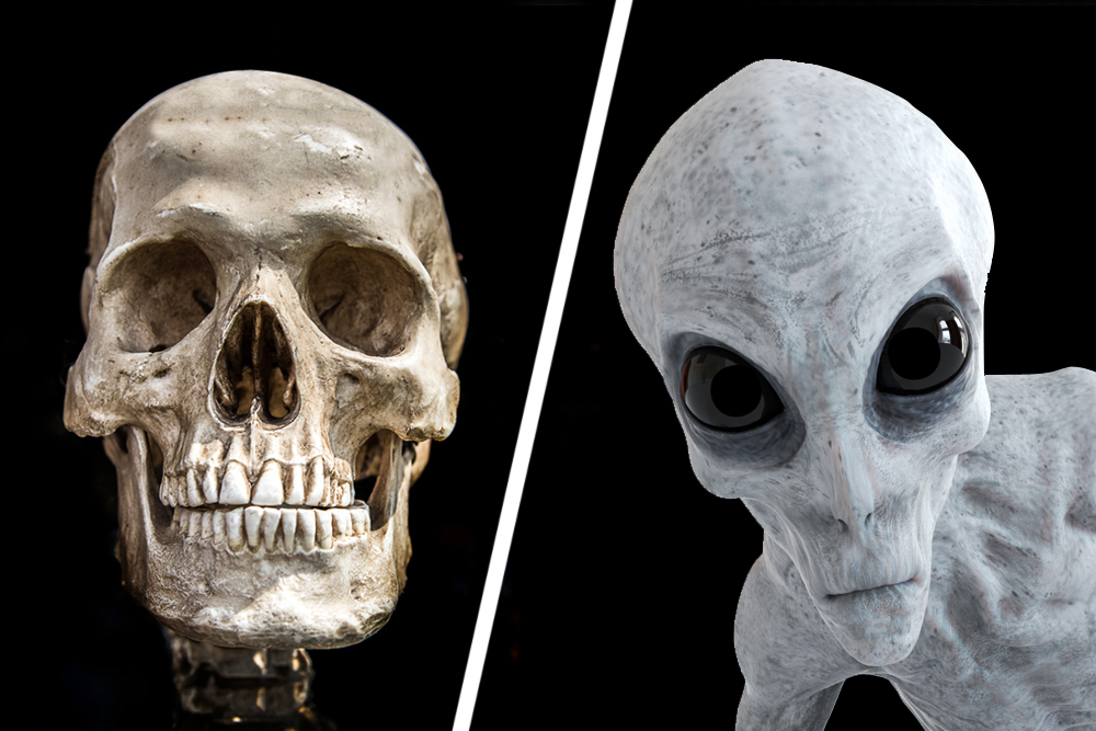 alien and human scull