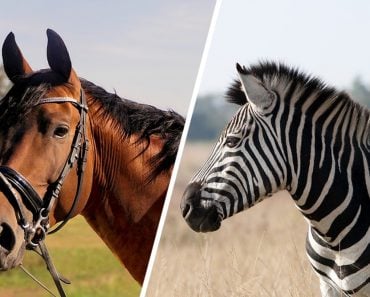 horse and zebra
