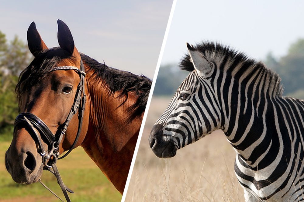 horse and zebra