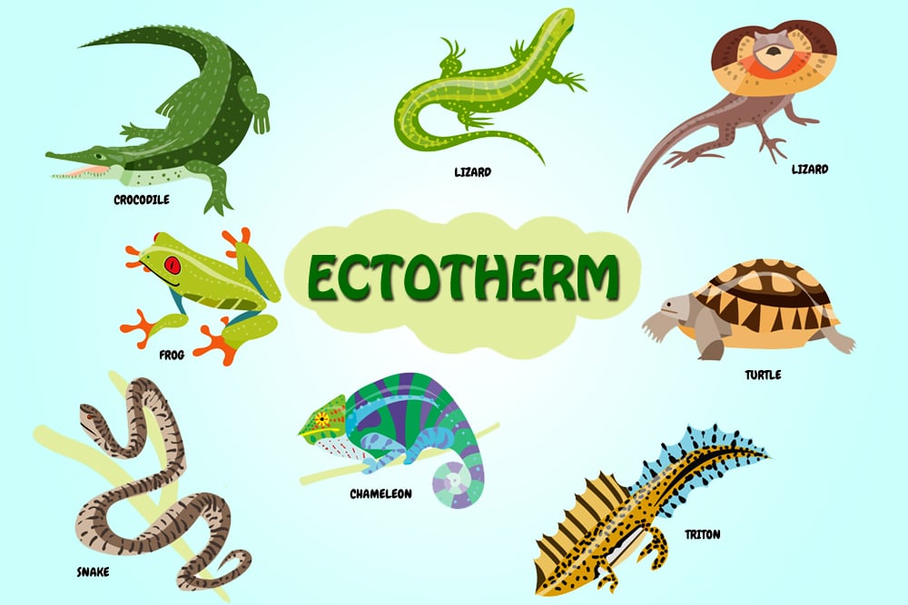 Ectotherm  