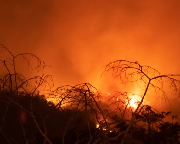 Amazon forest fire disater problem(MemoryMan)s