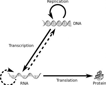 Central dogma of molecular biology