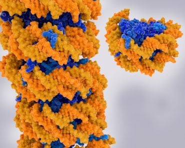 Chromatin strand and isolated nucleosome( Juan Gaertner)s