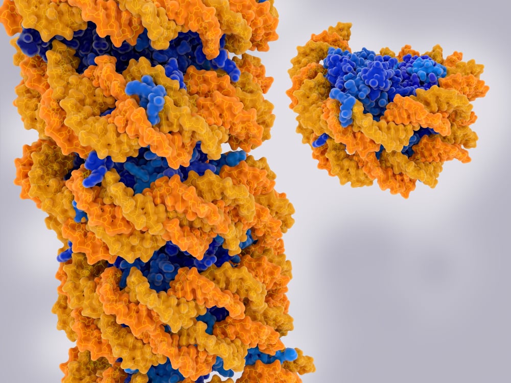 Chromatin strand and isolated nucleosome( Juan Gaertner)s