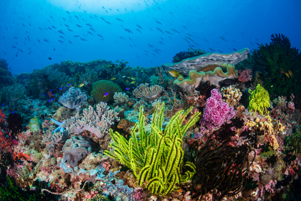 Colorful feather stars and soft corals on a reef inside the Coral( Richard Whitcombe)s