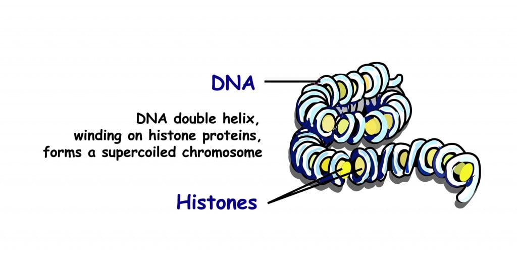 Chromatin Definition, Composition, Function, Role And Location