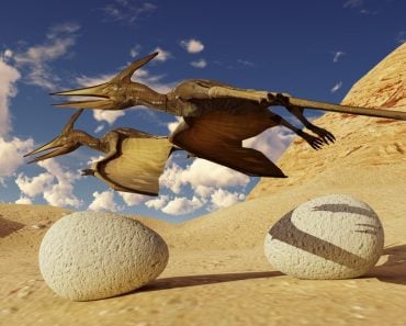 Egg and pterodactyl 3d rendering( Dariush M)s