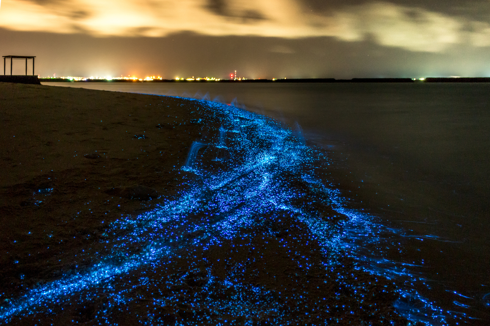 Illumination of plankton at Maldives. Many bright particles at the beach(PawelG Photo)s