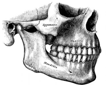 Side view of the teeth and jaws.