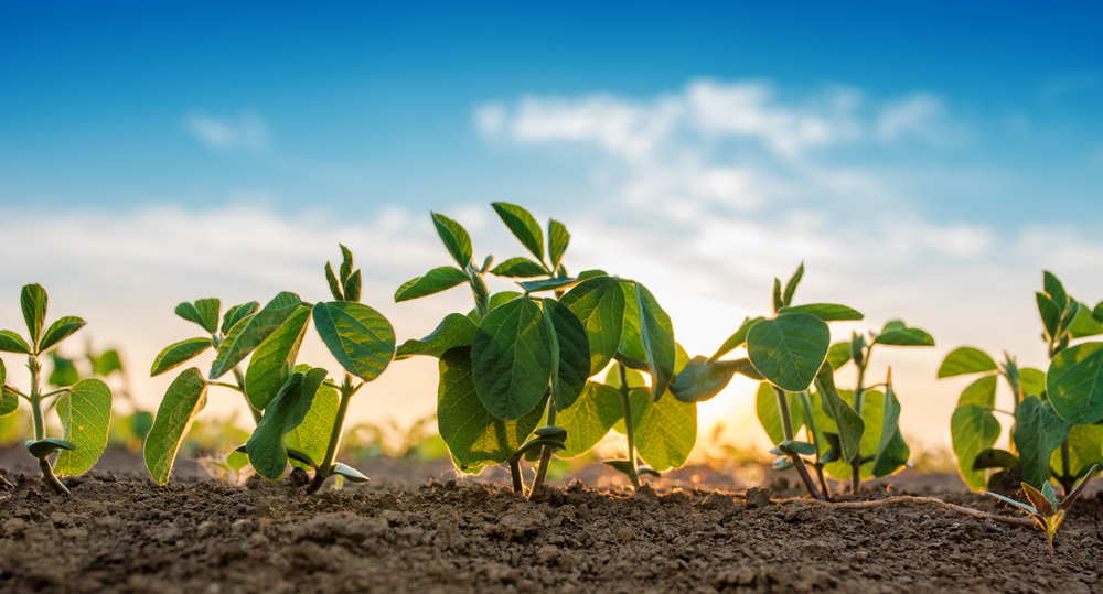 Small soybean plants growing in row in cultivated field(igorstevanovic)s