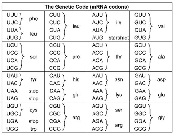 Amino Acid Translation Chart