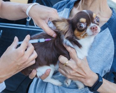 Vaccination against rabies,Rabies vaccines Dog got a vaccination against the rabies(boyphare)s