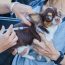 Vaccination against rabies,Rabies vaccines Dog got a vaccination against the rabies(boyphare)s