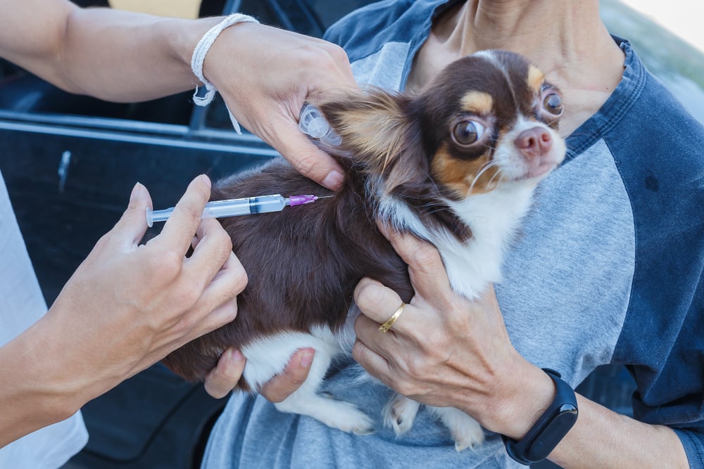 Vaccination against rabies,Rabies vaccines Dog got a vaccination against the rabies(boyphare)s