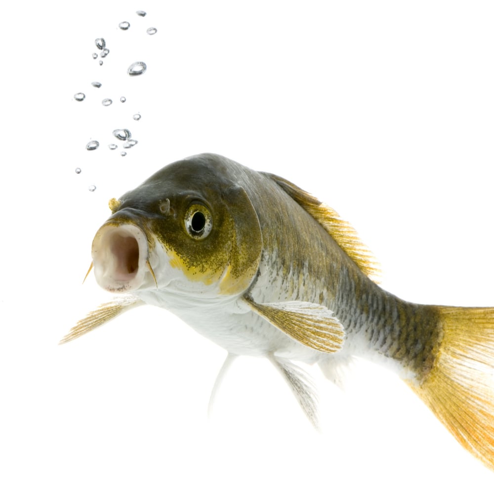 Can Fish Survive In Other Liquids Like Milk Or Juice?
